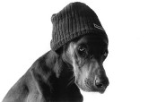 Dark Dog in hat